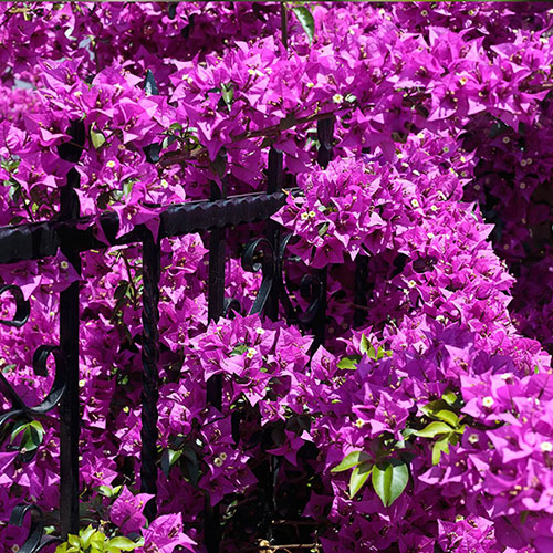Bougainvillea Bush