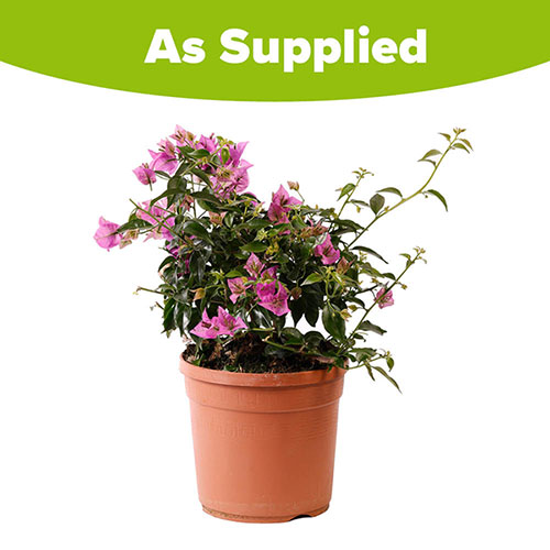 Bougainvillea Bush