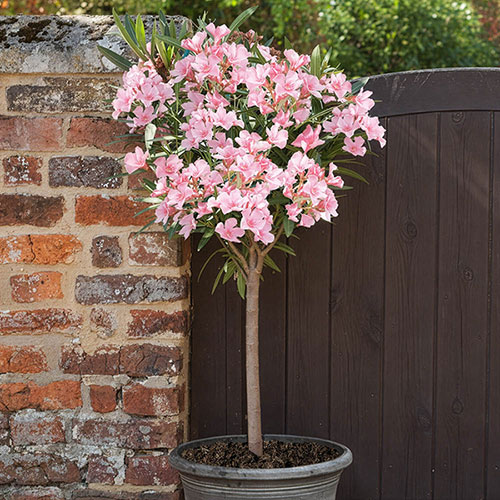 Standard Flowering Oleander Shades of Pink Standard Flowering Oleander Shades of Pink