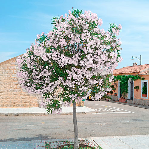Standard Flowering Oleander Shades of Pink Standard Flowering Oleander Shades of Pink