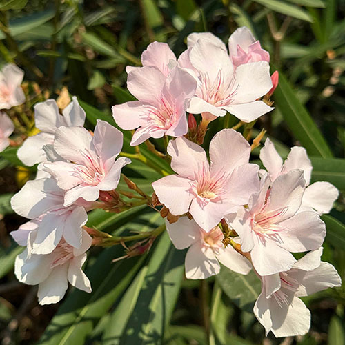 Standard Flowering Oleander Shades of Pink Standard Flowering Oleander Shades of Pink