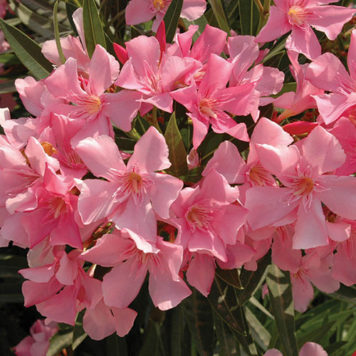 Standard Flowering Oleander Shades of Pink Standard Flowering Oleander Shades of Pink