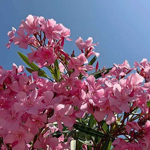 Standard Flowering Oleander Shades of Pink Standard Flowering Oleander Shades of Pink