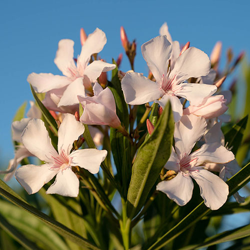 Standard Flowering Oleander Shades of Pink Standard Flowering Oleander Shades of Pink