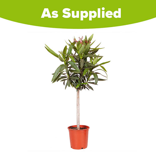 Standard Flowering Oleander Shades of Pink Standard Flowering Oleander Shades of Pink