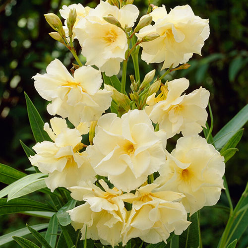 Standard Flowering Oleander Yellow Luteum Plenum Standard Flowering Oleander Yellow Luteum Plenum