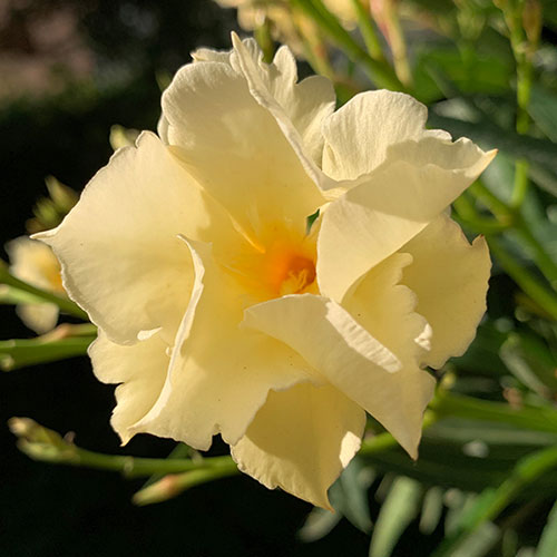 Standard Flowering Oleander Yellow Luteum Plenum Standard Flowering Oleander Yellow Luteum Plenum