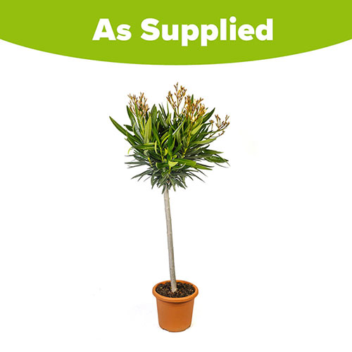 Standard Flowering Oleander Yellow Luteum Plenum Standard Flowering Oleander Yellow Luteum Plenum