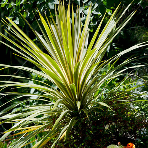 Cordyline Torbay Dazzler