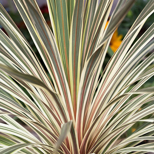 Cordyline Torbay Dazzler