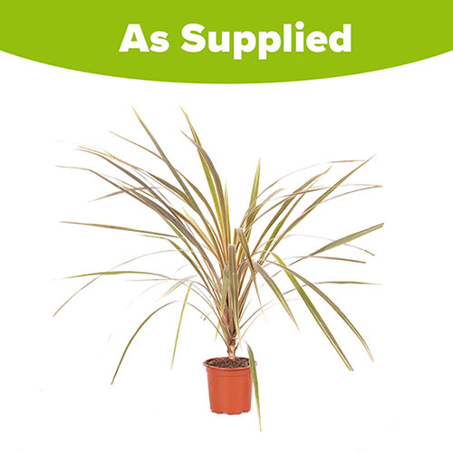Cordyline Torbay Dazzler