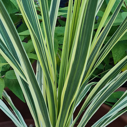 Cordyline Lime Passion Cordyline Lime Passion