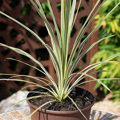 Cordyline Lime Passion Cordyline Lime Passion