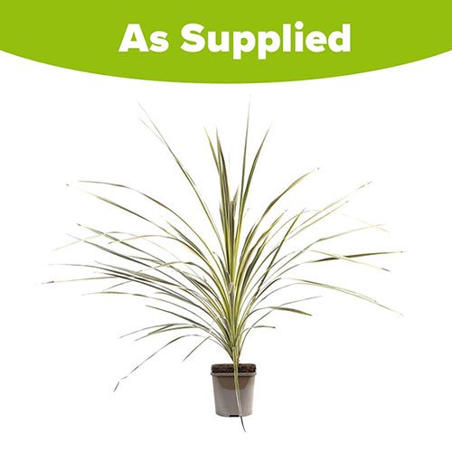 Cordyline Lime Passion