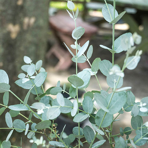 Eucalyptus Compact Silver Eucalyptus Compact Silver