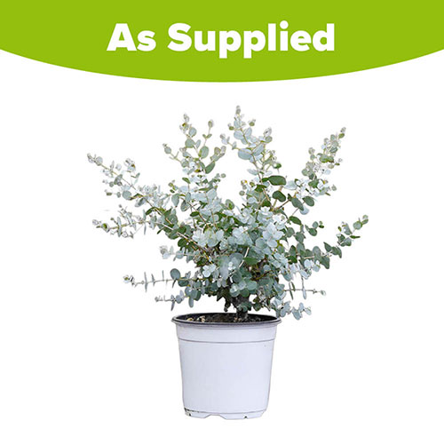 Eucalyptus Compact Silver Eucalyptus Compact Silver