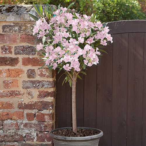 Premium Standard Oleander Blush Pink