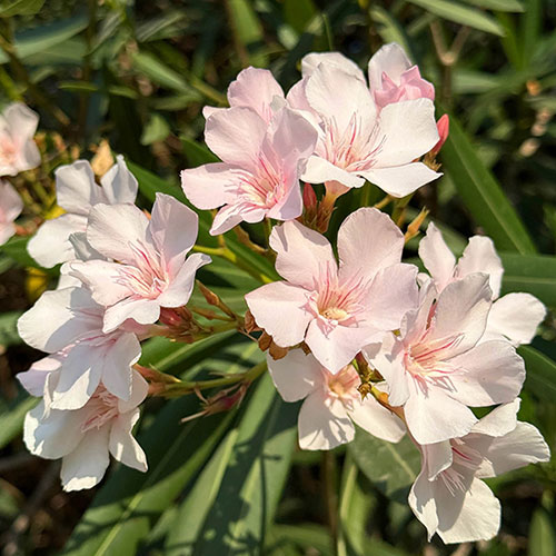 Premium Standard Oleander Blush Pink