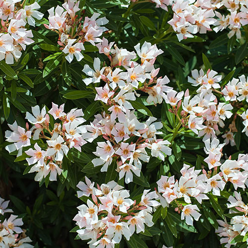 Premium Standard Oleander Blush Pink