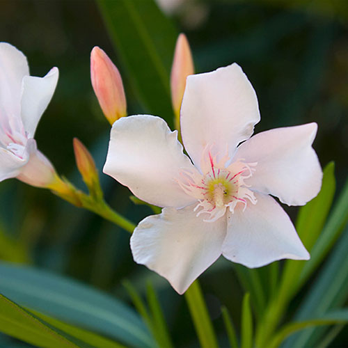 Premium Standard Oleander Blush Pink