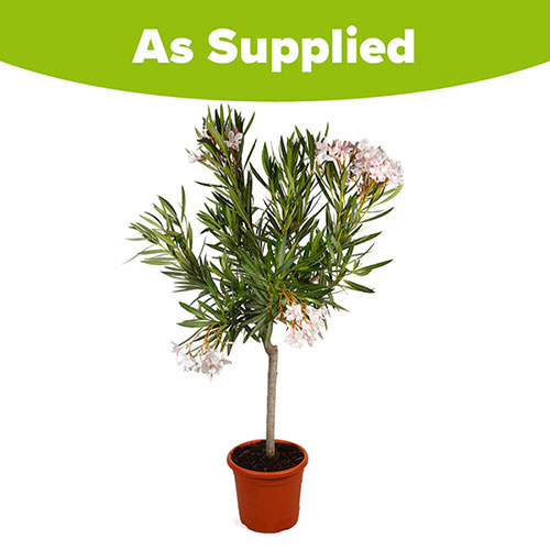 Premium Standard Oleander Blush Pink Premium Standard Oleander Blush Pink