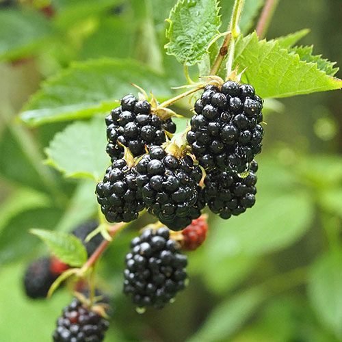 Thornless Blackberry