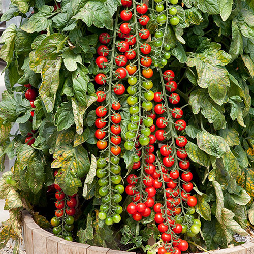 Tomato Rapunzel