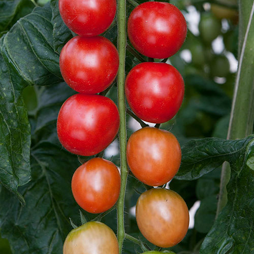 Tomato Rapunzel