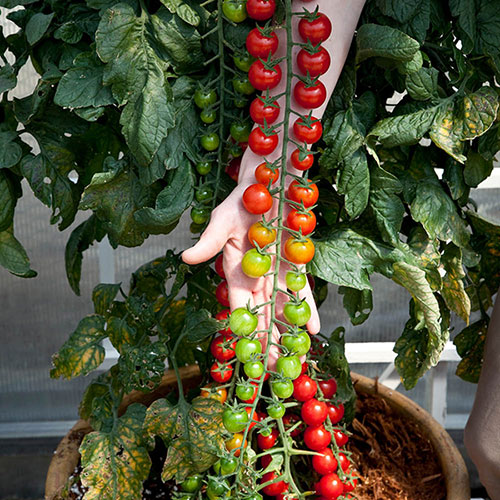 Tomato Rapunzel