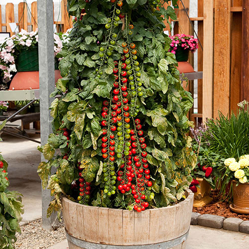 Tomato Rapunzel