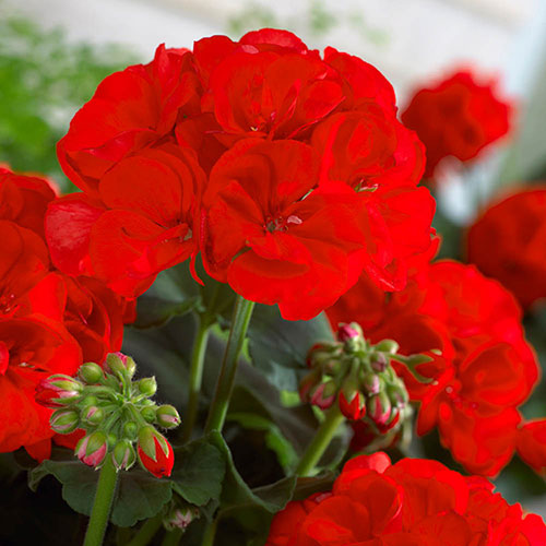 Upright Geranium Firecracker Upright Geranium Firecracker