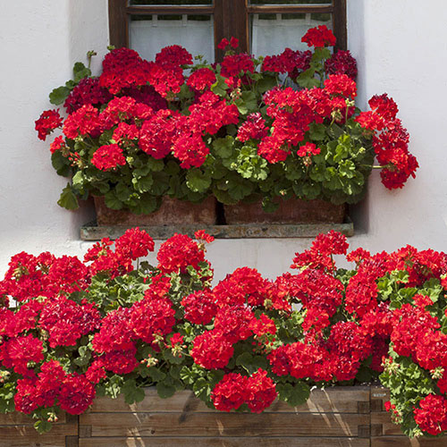 Upright Geranium Firecracker Upright Geranium Firecracker