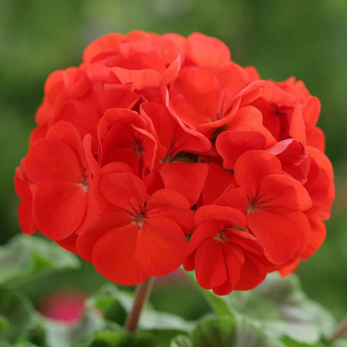 Upright Geranium Firecracker Upright Geranium Firecracker
