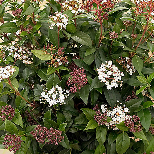 Viburnum Eve Price Viburnum Eve Price