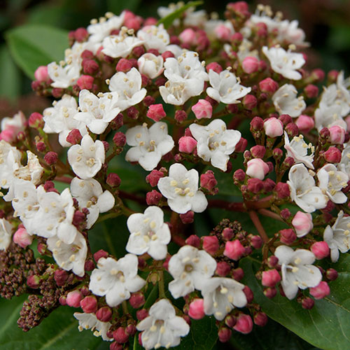 Viburnum Eve Price Viburnum Eve Price