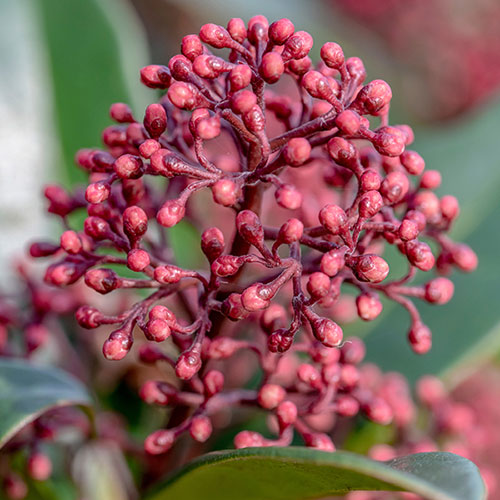 Viburnum Eve Price Viburnum Eve Price