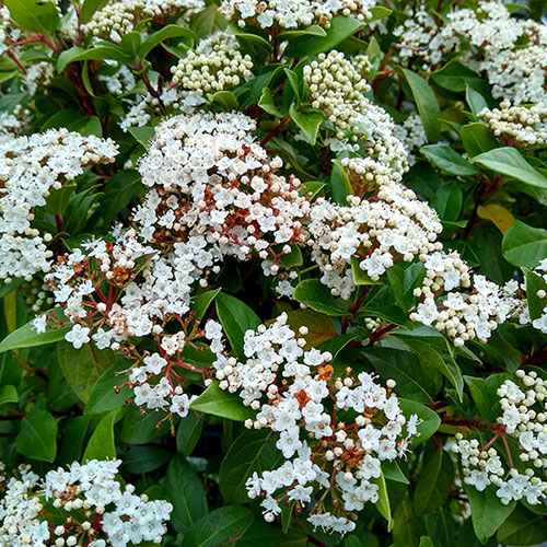 Viburnum Eve Price Viburnum Eve Price