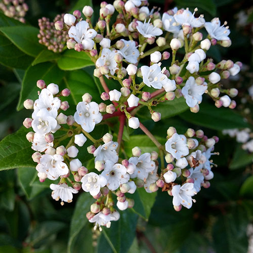 Viburnum Eve Price Viburnum Eve Price