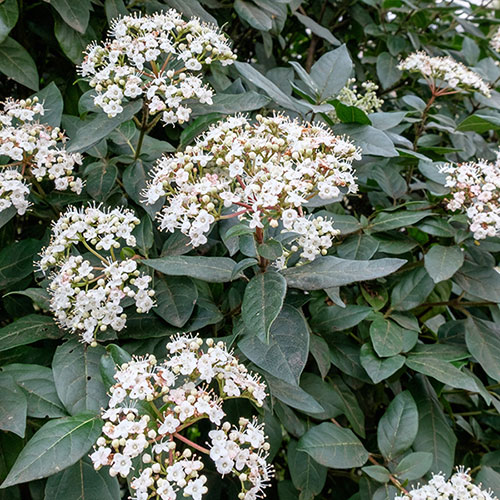 Viburnum Eve Price Viburnum Eve Price