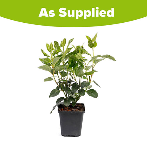 Viburnum Eve Price Viburnum Eve Price