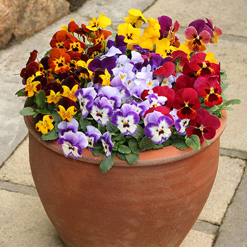 Viola Valentino