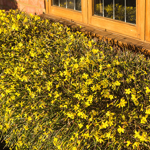 Winter Jasmine