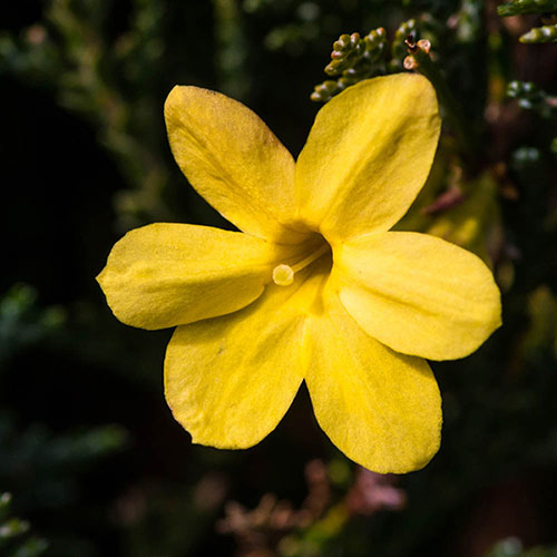 Winter Jasmine