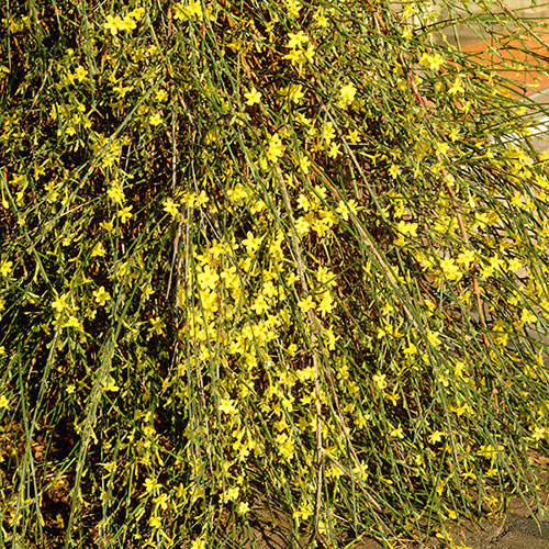 Winter Jasmine