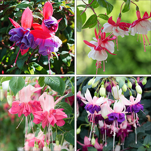 Fuchsia Jumbo Flowered Collection 