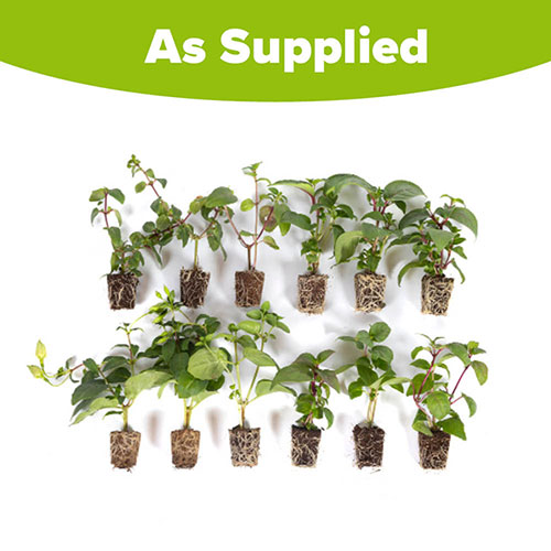 American Fuchsia Collection American Fuchsia Collection