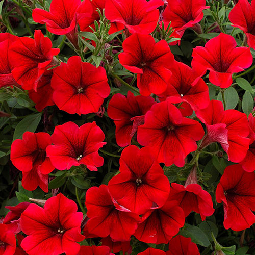 Petunia Surfinia Trailing Collection 