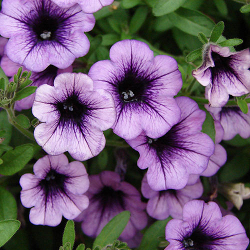 Petunia Surfinia Trailing Collection 