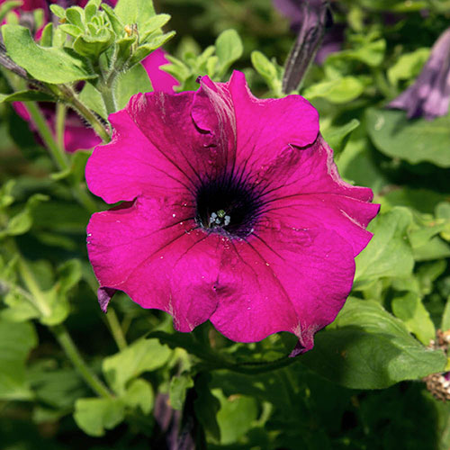 Petunia Surfinia Trailing Collection 