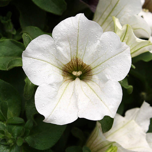 Petunia Surfinia Trailing Collection 